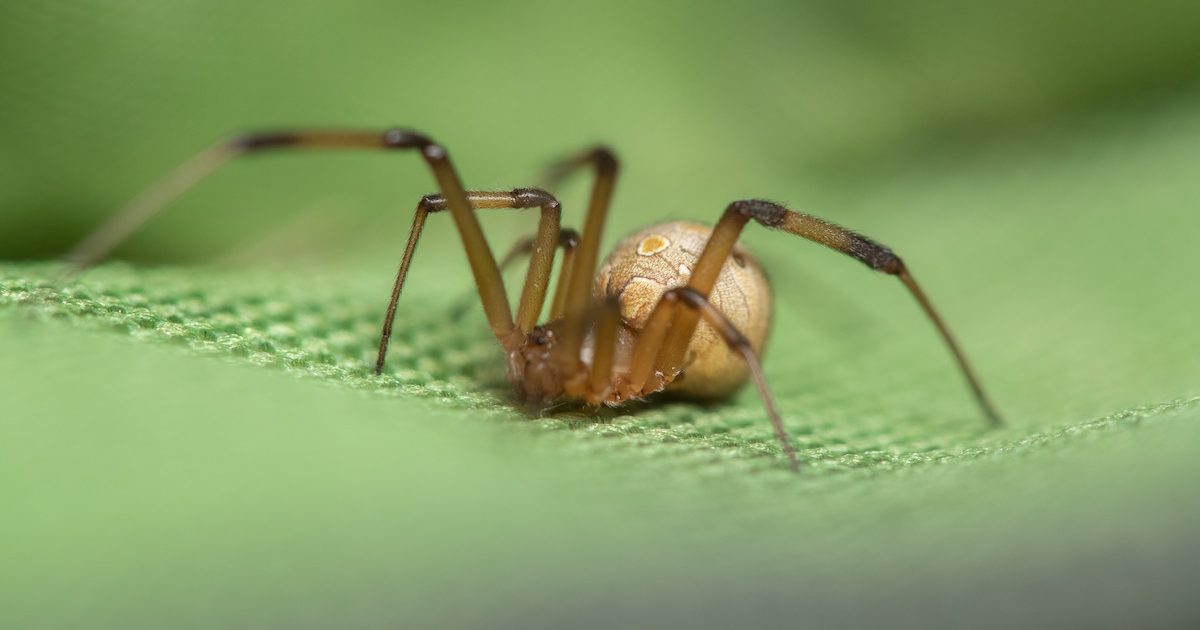 Brown Widow spider with characteristic spiky egg sac